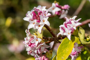 Close up of perfume princess Daphne flowers in bloom