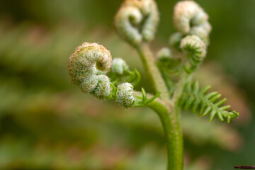 Close-up fern in nature. Ireland