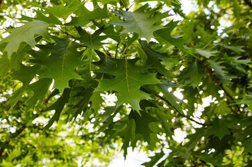 Oak branch with green leaves on a sunny day. Oak tree in spring