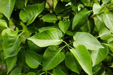 Beautiful green lilac leaves on branch