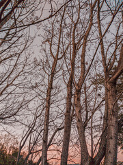 trees and sky