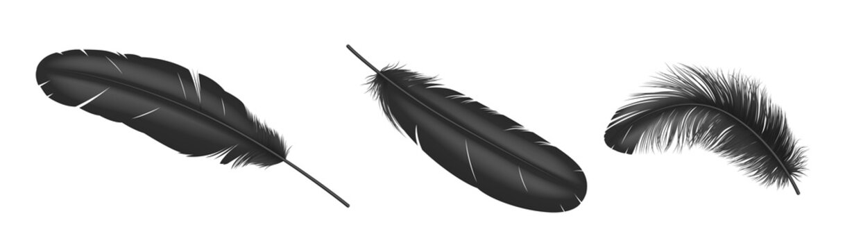 Fototapeta Black feathers. Realistic bird weightless plume, fluffy soft swan and goose feather isolated