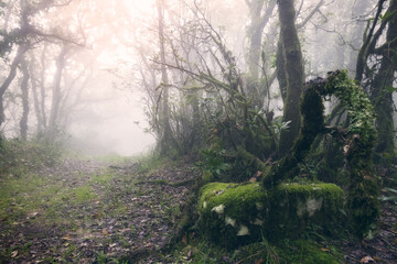 Foggy forest with sun rays in Tarifa, Cadiz, Spain..