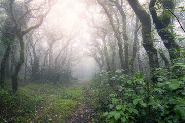 Foggy forest with sun rays in Tarifa, Cadiz, Spain.