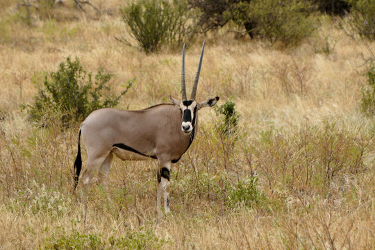 Beisa oryx eating grass, Samburu Game Reserve, Kenya