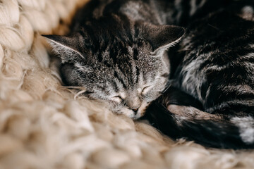 Cat sleeping on a beige knitted blanket, closeup.
