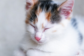 Close-up Portrait of a cute, adorable tricolor kitten on a light armchair or bed. Taking care and taking care of pets.