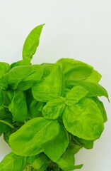 Bunch a fresh hydroponic basil leaves