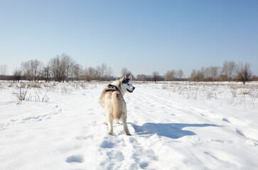 Fototapeta na wymiar Husky dog stands in the snow and waiting for play