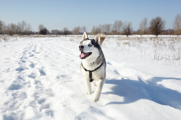 Husky dog running in the snow