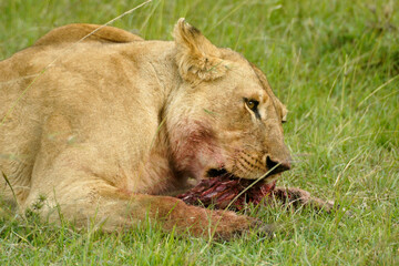 Naklejka na ściany i meble Lioness feeding on warthog kill, Masai Mara Game Reserve, Kenya.