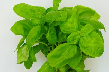 Bunch a fresh hydroponic basil leaves