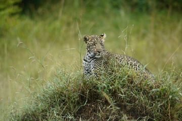 Young leopard resting on termite mound, Masai Mara Game Reserve, Kenya
