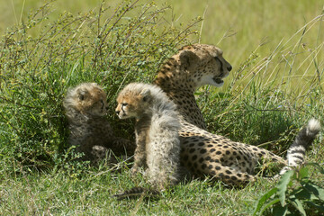 Cheetah and cubs resting in bush, Masai Mara Game Reserve, Kenya