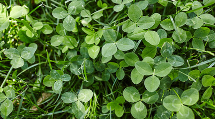 Closeup of Leaf clovers