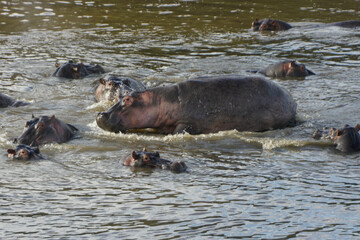 Hippos cooling off in the Mara River, Masai Mara Game Reserve, Kenya.
