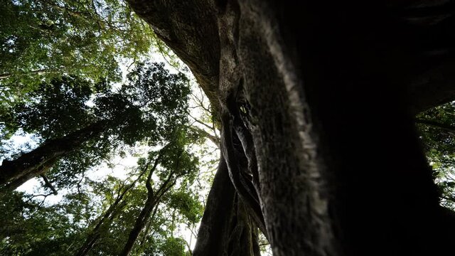 right to left travelling inside a ficus tree Costa Rica strangler fig famous Arbor Hueco