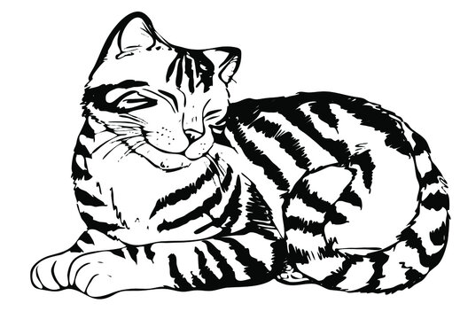 beautiful striped cute cat sitting and smiling, contoured black and white hand drawing, pet store logo logo isolated on white background