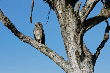 Verreaux's eagle owl sleeping in tree beneath hanging leg of a leopard kill, Masai Mara Game Reserve, Kenya