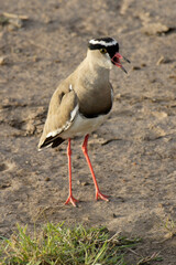 Crowned plover (lapwing) squawking to protect her nest, Masai Mara, Kenya