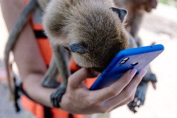 Monkey watching a phone taking a selfie.