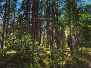 Obraz premium forest 