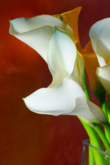White and yellow calla lily flowers (Zantedeschia)