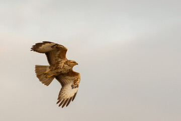 Bird Common buzzard in flying. Buteo buteo