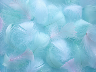 Abstract blurred background in pastel color. The delicate fluffy texture of a bird's feather. Soft focus Artistic design