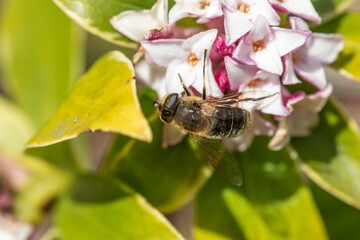 Macro shot of a bee pollinating perfume princess Daphne flowers
