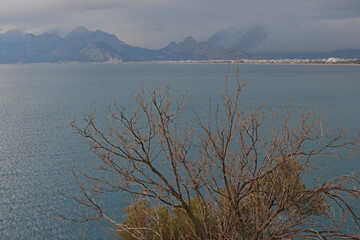 branches, sea, grey clouds and mountains