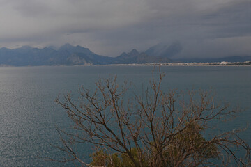 branches, sea, grey clouds and mountains