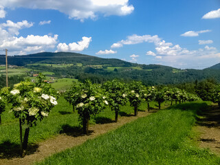 Hollunder in Österreich