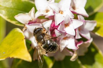 Macro shot of a bee pollinating perfume princess Daphne flowers © tom