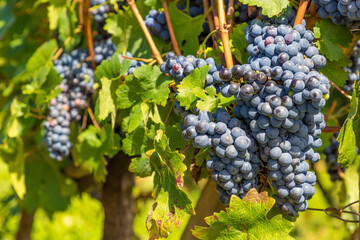 Fototapeta premium Grapes in vineyards