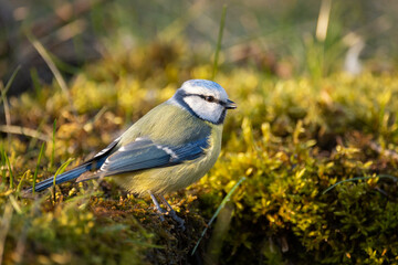 Blue tit Cyanistes caeruleus sitting in the grass with a drop on his beak