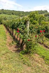 Red roses and Grapes in vineyards