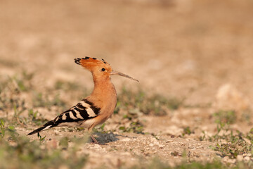 hoopoe Upupa epops standing in a beautiful light