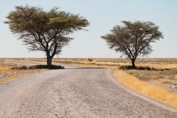 Fototapeta na wymiar two acacia trees and an oryx next to an endless gravel road in Etosha National Park, Namibia - In the vast grassland of the african savannah, an oryx stands in the flickering heat 