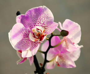 Naklejka premium Bright spring purple orchid flower