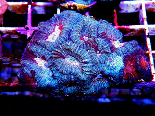Favia pinapple small colony LPS coral 