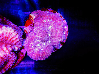 Brain Coral, Lobophyllia - (Lobophyllia hemprichii)