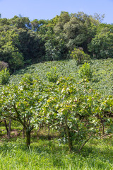 Fig trees, vineyards and forest