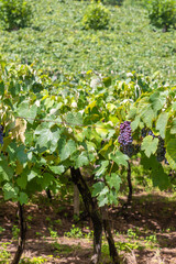 Grapes in vineyards