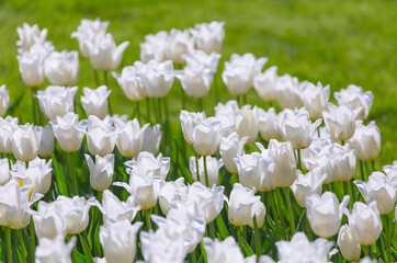 Close up of Beautiful bright colorful white blooming tulips on a large flowerbed in the city garden or flower farm field in springtime. Spring easter flower background.