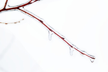 The branch of a tree is covered with ice.