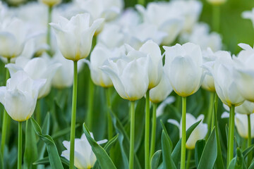 Fototapeta premium Close up of Beautiful bright colorful white blooming tulips on a large flowerbed in the city garden or flower farm field in springtime. Spring easter flower background.