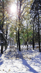 Winter day at forest concept. Snow cover the trees, branches, footpaths while sunbeams try melt it background, texture.