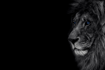 The look of a predator. Confidence, strength, rage, success, luxury. Lion in dark