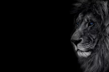Gordijnen The look of a predator. Confidence, strength, rage, success, luxury. Lion in dark © Denis